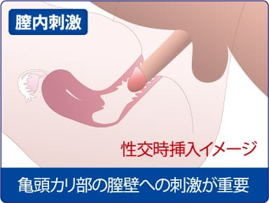 性交時挿入イメージ