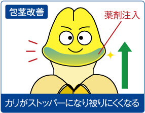 包茎改善:カリがストッパーになりかぶりにくくなる