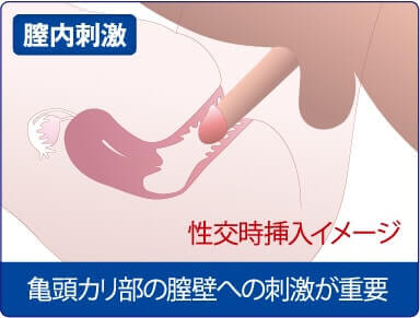 性交時挿入イメージ
